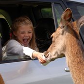 alt="Child at Longleat feeding the Deer"