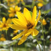 alt="Close up of Yellow Flowers"